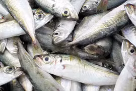 Thận trọng khi mua cá nục 15.000 đồng/kg