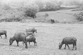 Lên rừng “săn” trâu luông