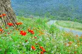 Đi qua những mùa hoa