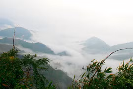 Dã quỳ trên đỉnh đèo