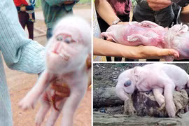 Xuất hiện lợn đẻ ra voi làm xôn xao cả tỉnh Sóc Trăng