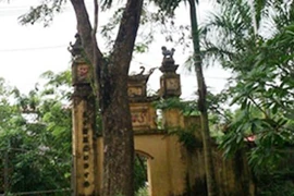 Rao bán cây sưa cổ thụ 50 tỷ đồng để trùng tu di tích