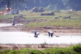 Ồ ạt thu gom ốc bươu vàng