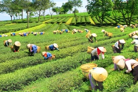 Mượt mà đồi chè Đắk Nông