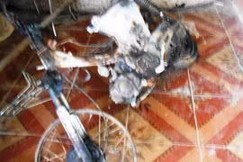 Trộm chó giữa ban ngày, bị đánh trọng thương