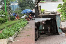 Khu đô thị mới tăng gia trồng rau, nuôi gà