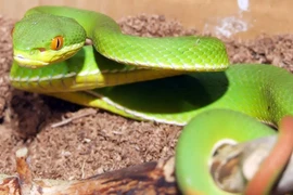 Khi bị rắn cắn phải làm gì?