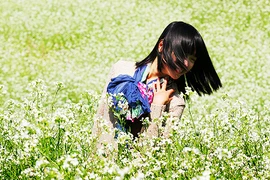 Sầm Nưa, mùa hoa cải trắng