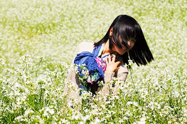 Sầm Nưa, mùa hoa cải trắng