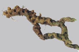 Loài nhân sâm quý thứ 20 trên thế giới và những "ngón nghề" siêu lừa đảo tại TP.HCM