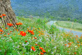 Đi qua những mùa hoa