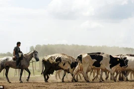 Năng lượng từ khí thải của... bò