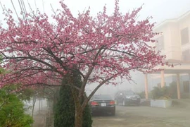 Hoa anh đào Sa Pa khoe sắc 