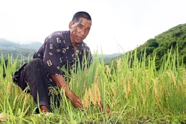 Mường So mùa lúa chín