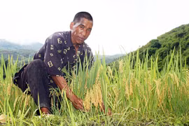 Mường So mùa lúa chín