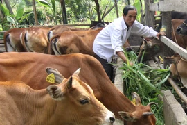 4.000 con bò qua biên giới mỗi ngày