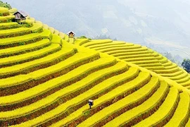 Xuân về trên những chân ruộng bậc thang