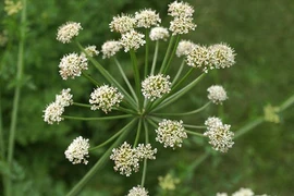 Bí ẩn mang tên “nụ cười thần chết”