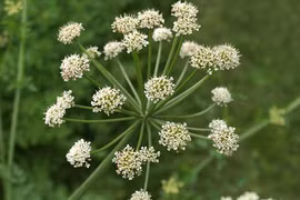 Bí ẩn mang tên “nụ cười thần chết”