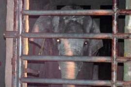 Vụ voi trong vườn thú Đại Nam quật chết người: Có thể do kích ứng mùi sơn