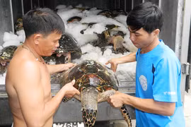 Hiểm họa từ những chuyến săn rùa biển
