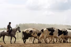 Năng lượng từ khí thải của... bò