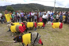 Những chú cừu so tài trước thềm World Cup 2014