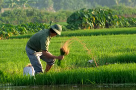 Để tôi kể bạn nghe, chuyện quê tôi vào vụ...
