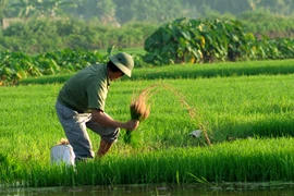 Để tôi kể bạn nghe, chuyện quê tôi vào vụ...