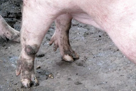 Sự thật lời đồn heo 5 móng hiển linh... cho "trúng số"