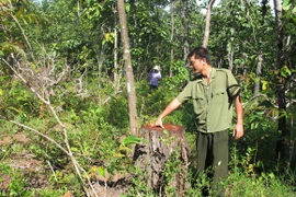 Rừng khu du lịch sinh thái tan hoang như vô chủ