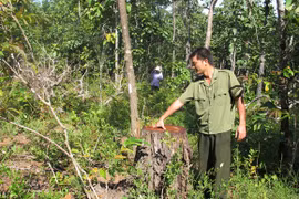 Rừng khu du lịch sinh thái tan hoang như vô chủ