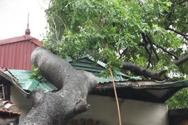 Hà Nội: Cây lớn bật gốc đổ vào nhà dân