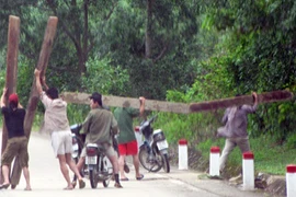 Lâm tặc bị gỗ lậu đè chết