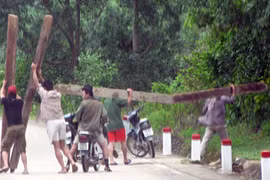 Lâm tặc bị gỗ lậu đè chết