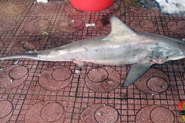 Bắt được cá mập 1,8m, ngay sát bãi tắm Quy Nhơn