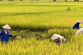 Một nông dân tử vong do say nắng 