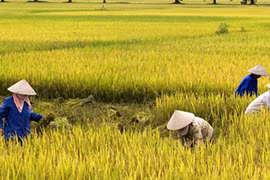 Một nông dân tử vong do say nắng 