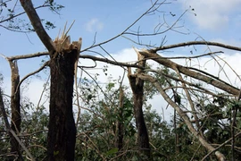 "Vương quốc cao su"... giờ chỉ còn là đống củi