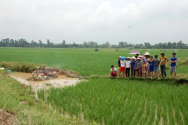 Bị sét đánh khi đang đi gặt lúa, 2 người tử vong