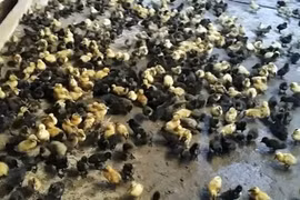 Thả 1.130 chú vịt con vào nhà sếp cũ để trả thù