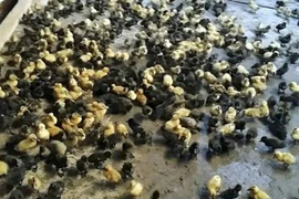 Thả 1.130 chú vịt con vào nhà sếp cũ để trả thù