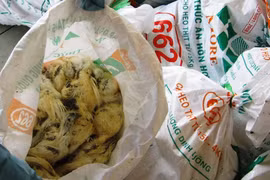 Bắt xe tải chở gia cầm bẩn trên đường đi tiêu thụ