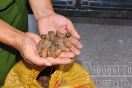 Phát hiện cơ sở mua bán quả ươi trái phép