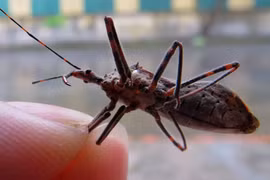 2 con bọ xít hút máu “tấn công” nhà dân