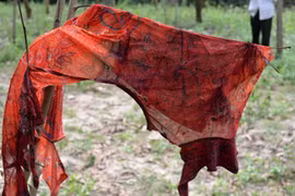 Phát hiện một phụ nữ chết bất thường trong rừng keo