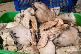 Phát hiện xe ô tải chở tai lợn "bốc mùi", chạy trên phố
