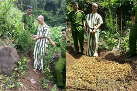 Phát hiện, xử lý nhiều điểm trồng cây cần sa trái phép