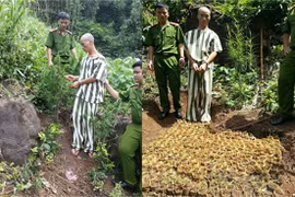 Phát hiện, xử lý nhiều điểm trồng cây cần sa trái phép