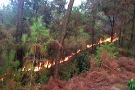 70 ha rừng thông bị thiêu rụi, 2 đồng chí bộ đội bị thương 